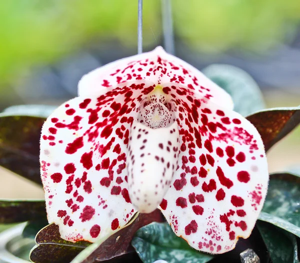 Orchid flower — Stock Photo, Image