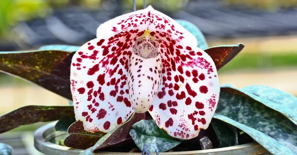 Orchideebloem — Stockfoto