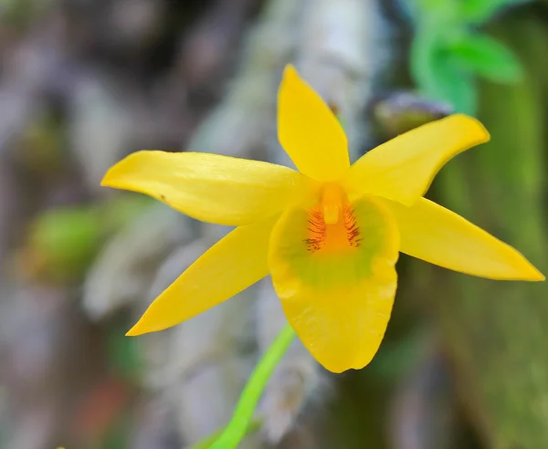 Fiore del Orchid — Foto Stock