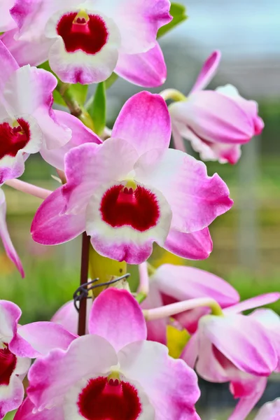 Orkidéer blommor — Stockfoto