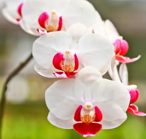 Orchideeën bloemen — Stockfoto