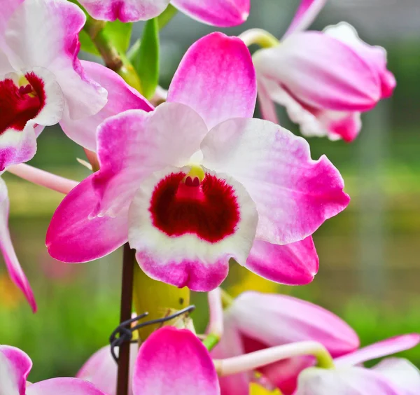 Цветы орхидей — стоковое фото