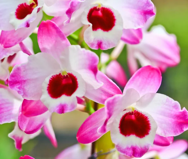 Flores de orquídeas — Foto de Stock