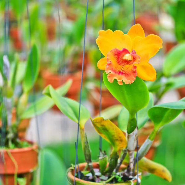 Orkidéer blommor — Stockfoto