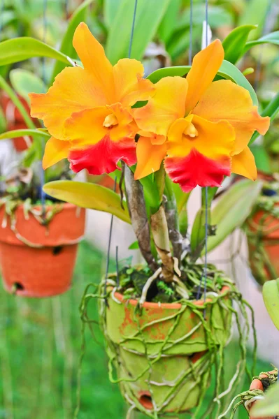 Kwiaty storczyki — Zdjęcie stockowe