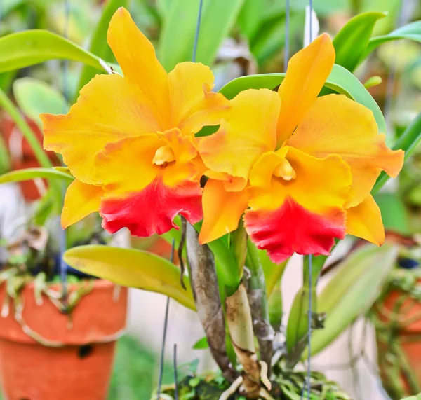 Orchideenblüten — Stockfoto