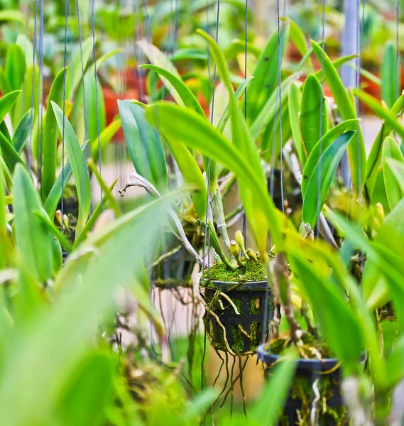 Orchideje květiny — Stock fotografie