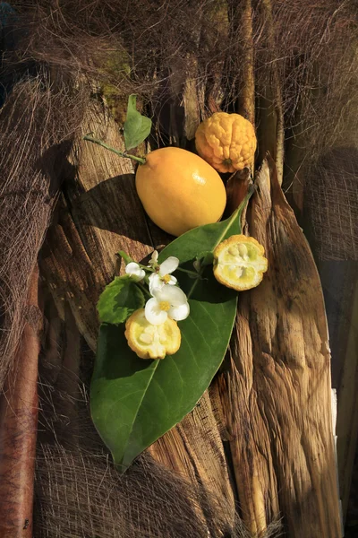 Citrom citrom és a vadvirágok, a bambusz — Stock Fotó