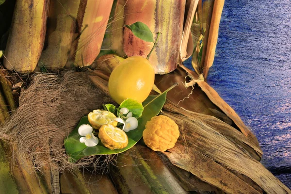 Citrom citrom és a vadvirágok, a bambusz — Stock Fotó
