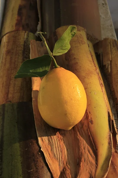 Lemon lemon and wild flowers on bamboo — Stock Photo, Image