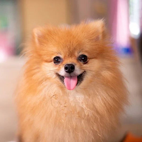 Small Dog Pomeranian Cute Tongue Sticking Kids — Stock Photo, Image