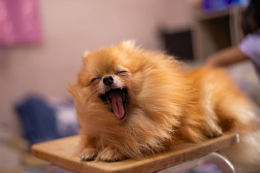 Pomeranya köpeği, küçük şirin, turuncu, uykulu.