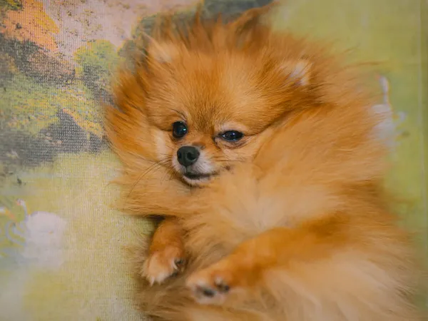 Pomerania Perro Pequeño Lindo Naranja Acostado Cama —  Fotos de Stock