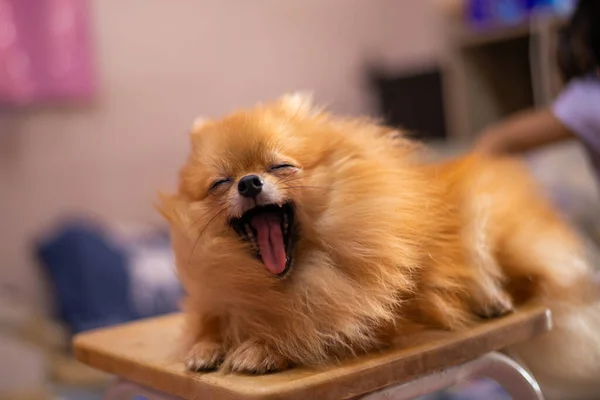 Pomeranian Dog Small Cute Orange Sleepy — Stock Photo, Image
