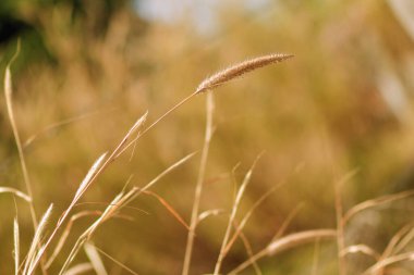 Saman çiçekleri kışın sarıdır, bulanık bir arkaplan vurur, sıcacık renkler.