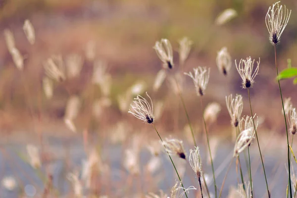光を背景にした秋の白い草の花 — ストック写真