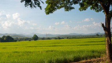 Devasa yeşil pirinç tarlaları bayramlarda akşam ışığında güzel dağlara bakıyor..