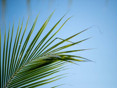 Hindistan cevizi yaprağı, ucu yeşil, arkaplanı mavi gökyüzü.