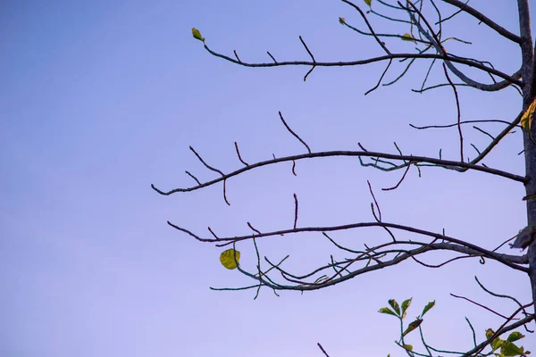 Baum Mit Vielen Kleinen Ästen Ohne Blätter Blauer Himmelshintergrund — Stockfoto