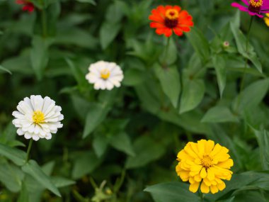 Çiçekler, çeşitli renkler, çok güzel yeşil yapraklar, popüler çiçekler.