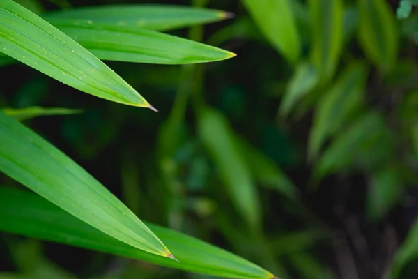 Pandanus Ponta Das Folhas São Verdes São Usadas Como Ingrediente — Fotografia de Stock