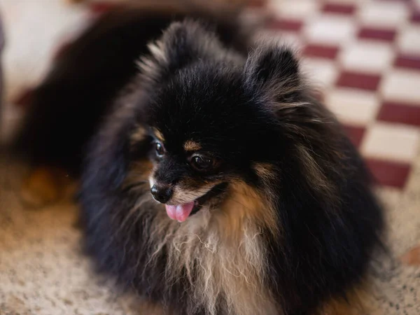 Cachorro Negro Pomeraniano Pelo Largo Acostado Sobre Mesa —  Fotos de Stock