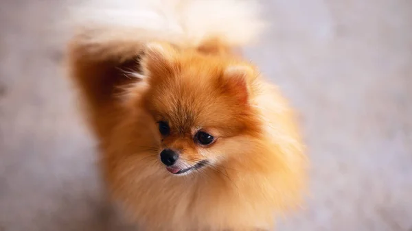 Pomerania Perro Pie Sobre Mesa Pose Linda Delante Casa —  Fotos de Stock