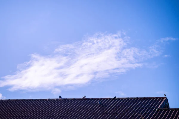 Céu Azul Escuro Noite Entardecer Telhado Casa Tem Pássaros Empoleirados — Fotografia de Stock