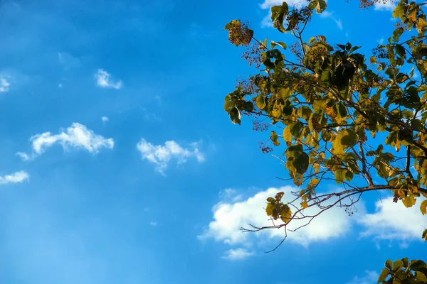 Galhos Árvore Fundo Céu Azul Bonito — Fotografia de Stock