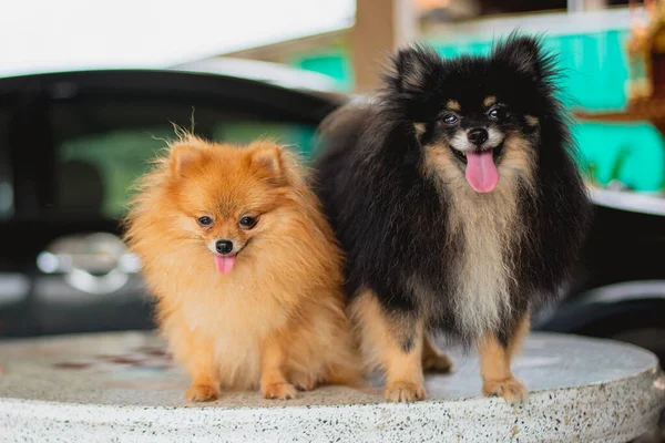 Perro Pequeño Pomerania Cuerpo Negro Marrón Lindo Mascota Inteligente —  Fotos de Stock