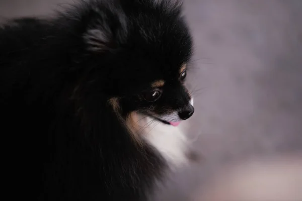 Perro Pequeño Pomerania Cuerpo Negro Delante Acercamiento Tierna Inteligente —  Fotos de Stock