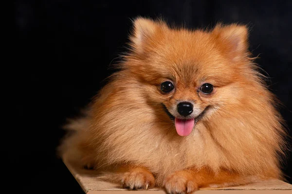 Small Dog Pomeranian Brown Body Lying Ground Cute Pose Black —  Fotos de Stock