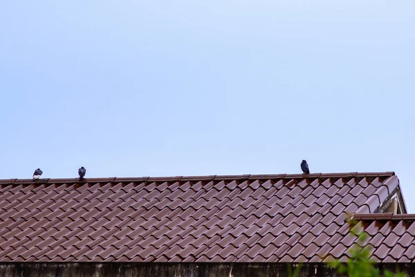 Pigeons Roof House Day Sky Overcast Rain Just Falls — Stock Photo, Image