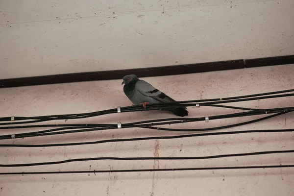 鸽子生活在高压线路上 — 图库照片