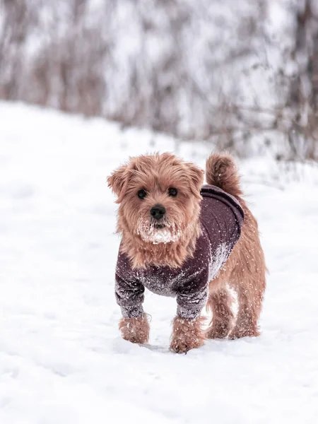 Norfolk terrier dog play on white snow — Stock Photo, Image