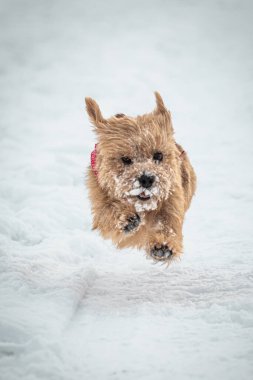 Norfolk Teriyer Köpeği beyaz karla oynuyor