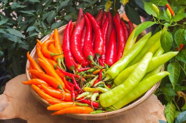 Chili kağıtları