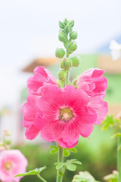 蜀葵花卉 — 图库照片