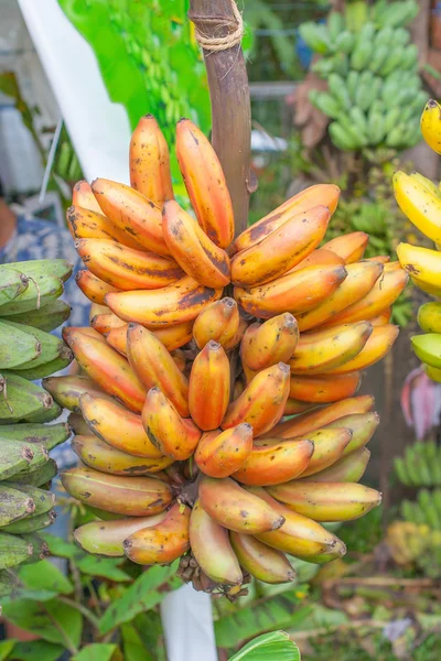 Plantas de plátano —  Fotos de Stock