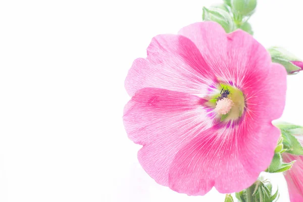 Stockrosenblume — Stockfoto