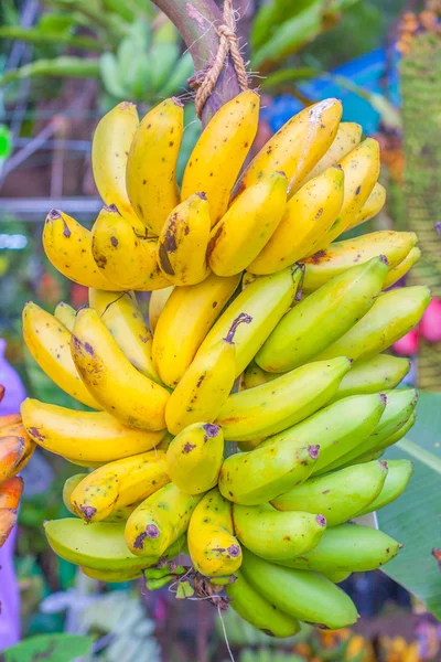 Banán rostliny — Stock fotografie