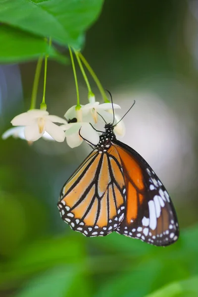 Butterfly in the nature — Stock Photo, Image