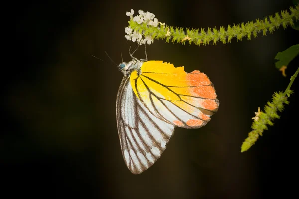 Motyl w przyrodzie — Zdjęcie stockowe