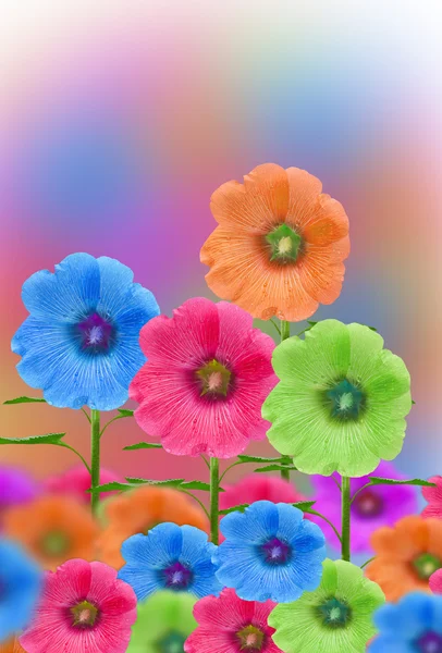 Topolovka květ — Stock fotografie