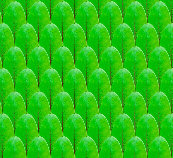 Green leaf pattern design — Stock Photo, Image