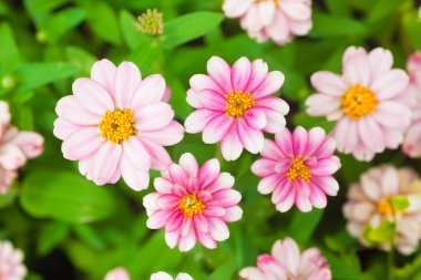 çiçeği Pembe çiçek bitki