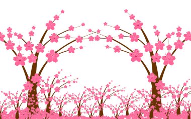 Sakura çiçek
