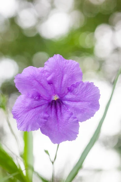Viol blomma — Stockfoto