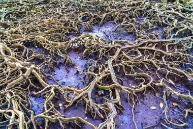 Ağaç kökü, doğadan harika.