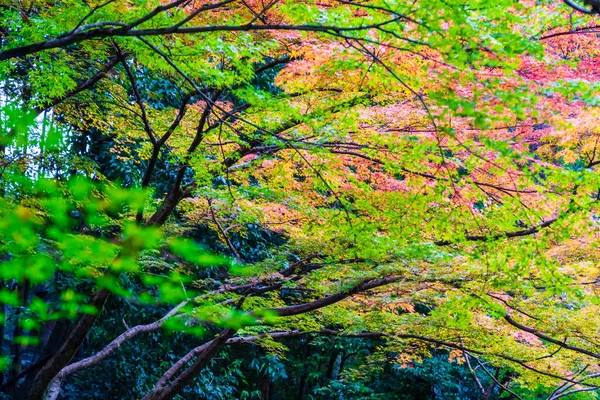 Jesienny Sezon Liści Japonii — Zdjęcie stockowe